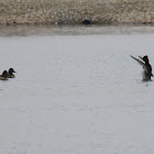 ring-necked duck