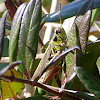 Handsome locust / Admirable grasshopper (female)
