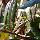 Handsome locust / Admirable grasshopper (female)