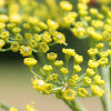 wild fennel