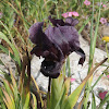 Gilboa iris