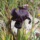 Gilboa iris