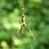 Decorative Leucage Spider