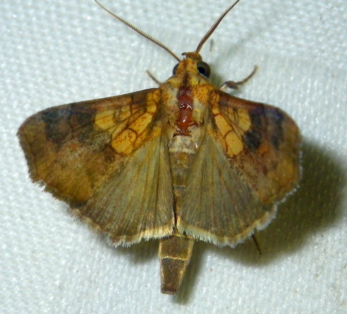 Orange Cotton Moth,