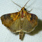 Orange Cotton Moth,