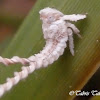 [f] Planthopper Fulgoroidea