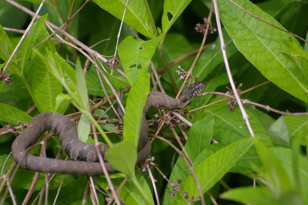 Northern Water Snake (Juvenile)