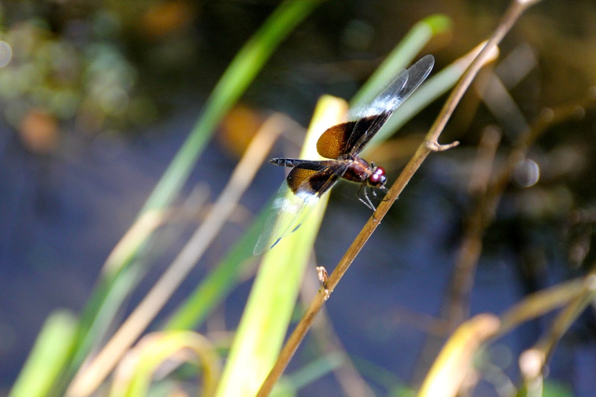 Dragonfly or Damselfly