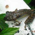 Cuban Treefrog
