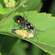 Bembicinae wasp