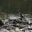 White Wagtail subsp. Amur Wagtail