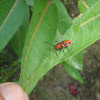 Red Milkweed Beetle