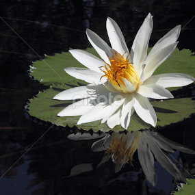 White Water Lily by Sandra Blair - Flowers Flowers in the Wild