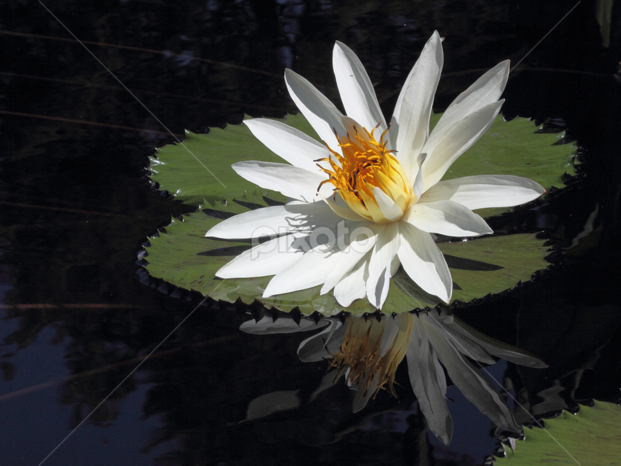 White Water Lily by Sandra Blair - Flowers Flowers in the Wild