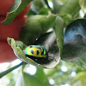 jewel bug