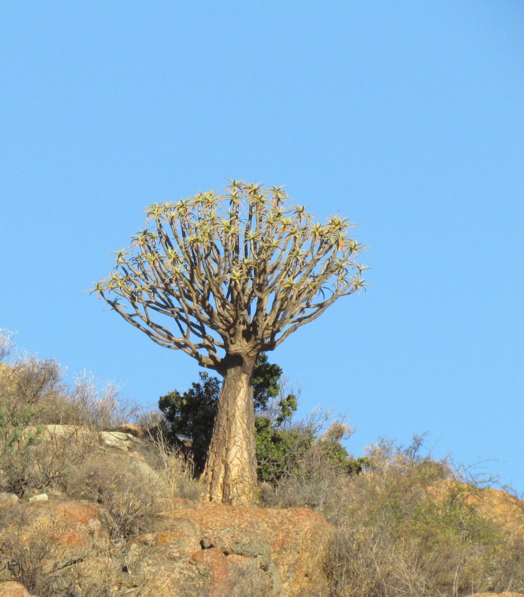 Quiver Tree (Kokerboom)
