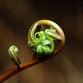 Pucuk Midin by Ellmok Mokh - Nature Up Close Leaves & Grasses
