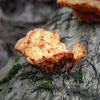 Unknown tree fungus