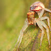 Crab Spider