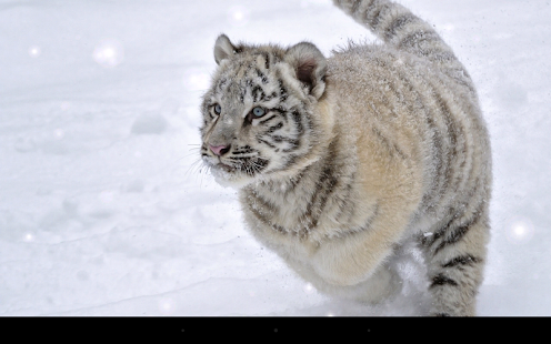 download Little Tiger Live Wallpaper free