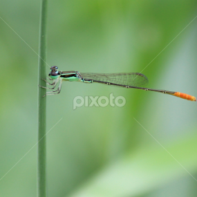Damselfly by Johan Lithun - Animals Other