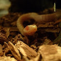 Albino checkered garter snake