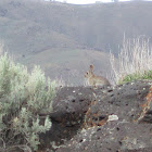 Mountain Cottontail