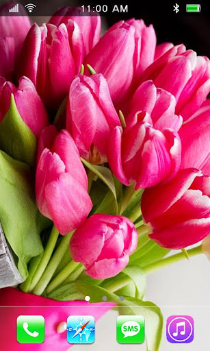 Pink Tulips live wallpaper