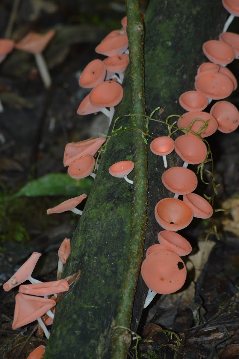 Red cup fungus