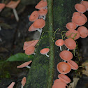 Red cup fungus