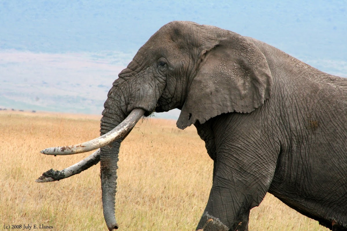 African Elephant (Ngorongoro Crater)