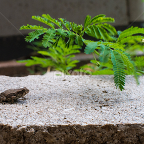 by Daniel Douriet - Animals Amphibians