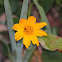 Coreopsis or Tickseed