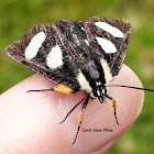 Eight-Spotted Forester Moth