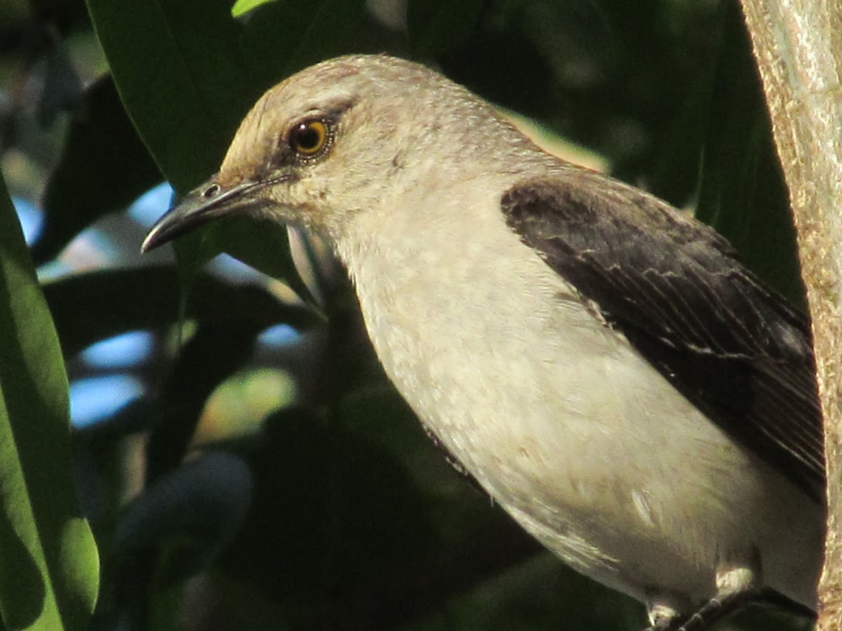 Tropical Mockingbird