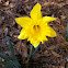 Daffodil 