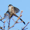 Long-tailed Tit; Mito