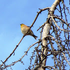 American Gold Finch