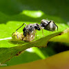 Ant mimicking jumping spider (with prey)