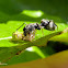 Ant mimicking jumping spider (with prey)