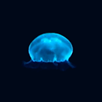 JellyFish(Free) Apk