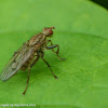 Heleomyzid fly