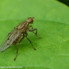 Heleomyzid fly