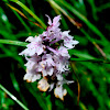 Alpine Orchid