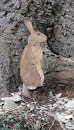 Woodland Rabbit 