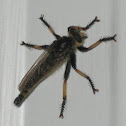 Red-Footed Cannibalfly