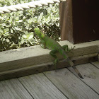 Green iguana