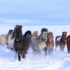 by Áslaug Stefánsdóttir - Animals Horses