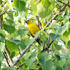 Eurasian Golden Oriole