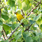 Eurasian Golden Oriole